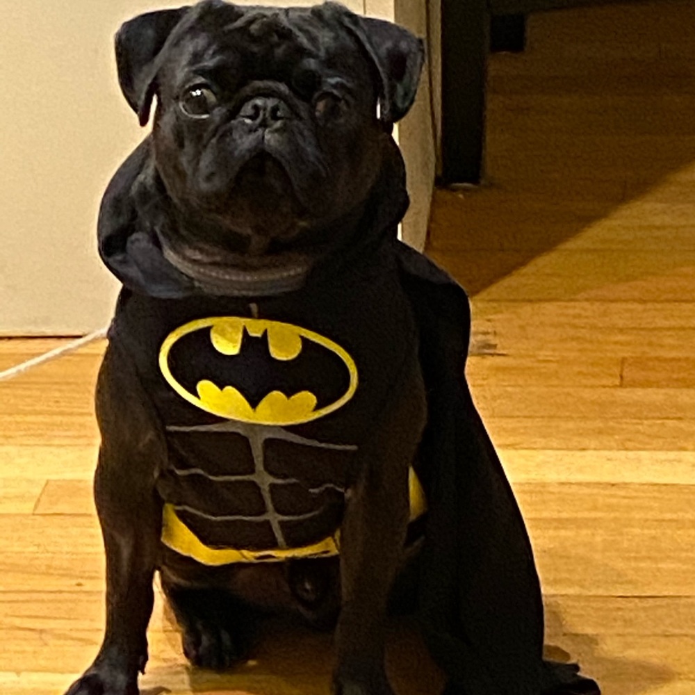 💗💗Our pug Louis Vuitton💗💗